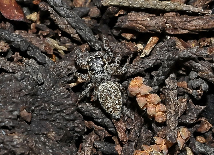 Marpissa muscosa? -  No, Macaroeris nidicolens